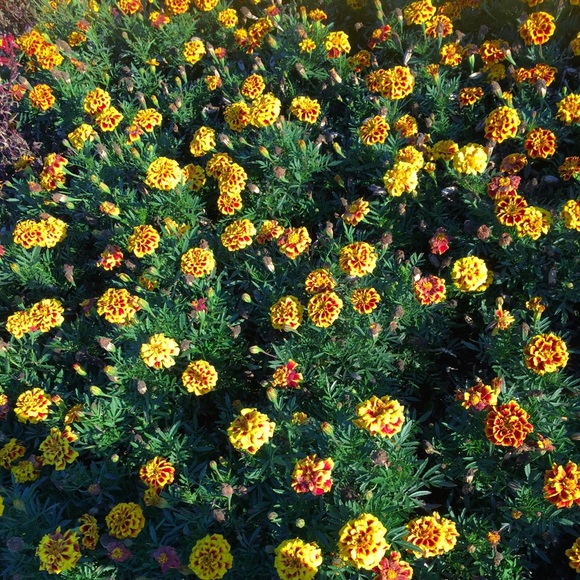 Meet your Posher, Chloe - Picture 1 of 1